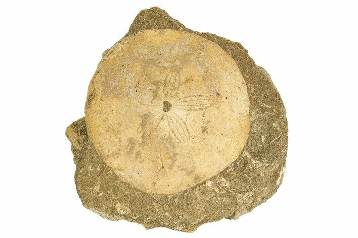 Eocene Sand Dollar (Periarchus) Fossil - Mississippi #189505